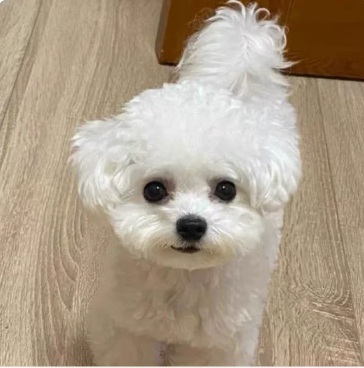 小体比熊
